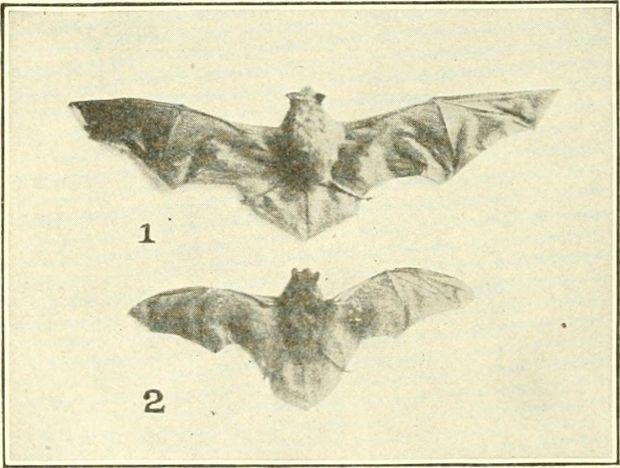 Belfry Bats